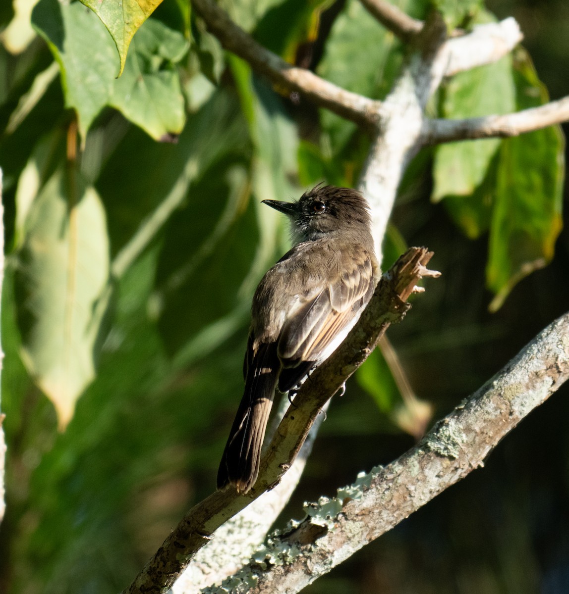 Puerto Rican Flycatcher - ML643776883