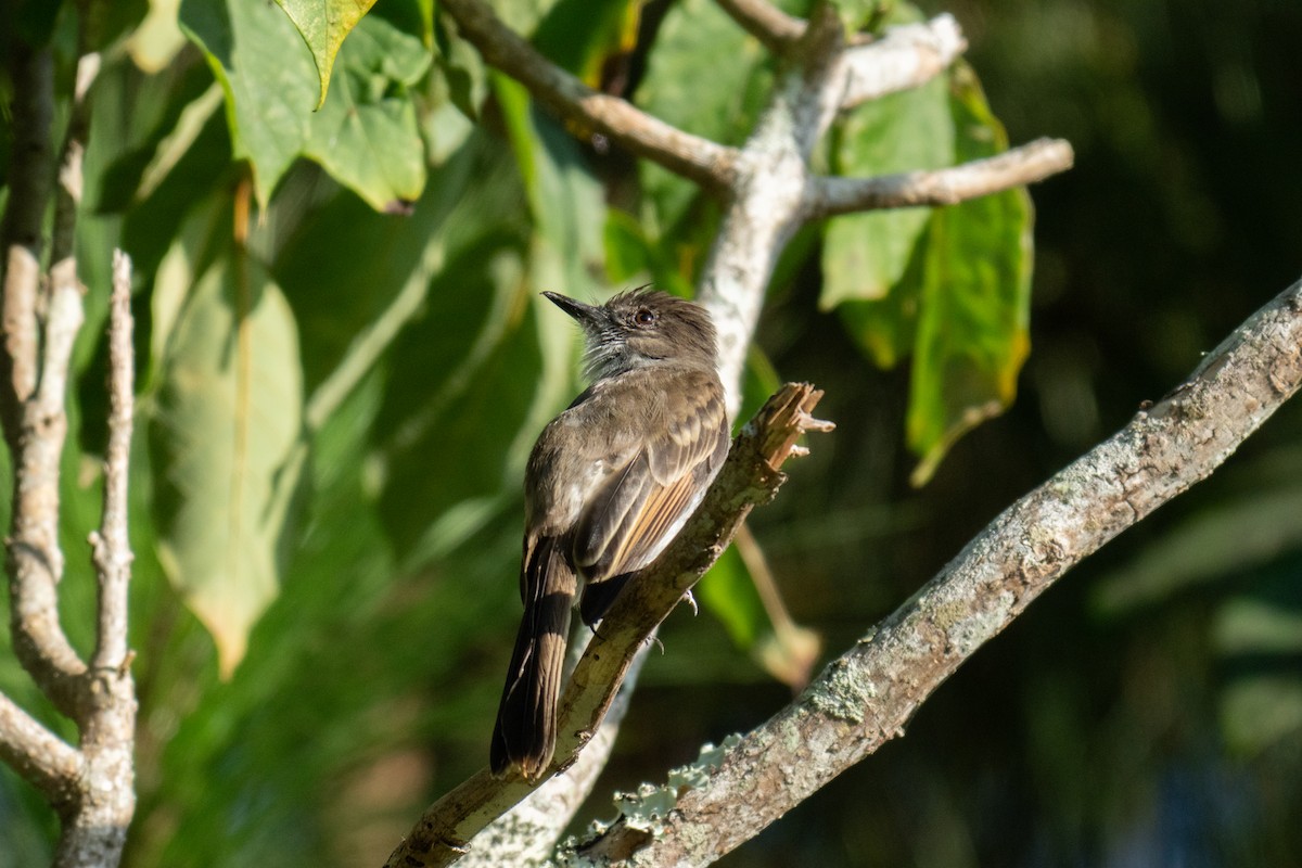 Puerto Rican Flycatcher - ML643776884