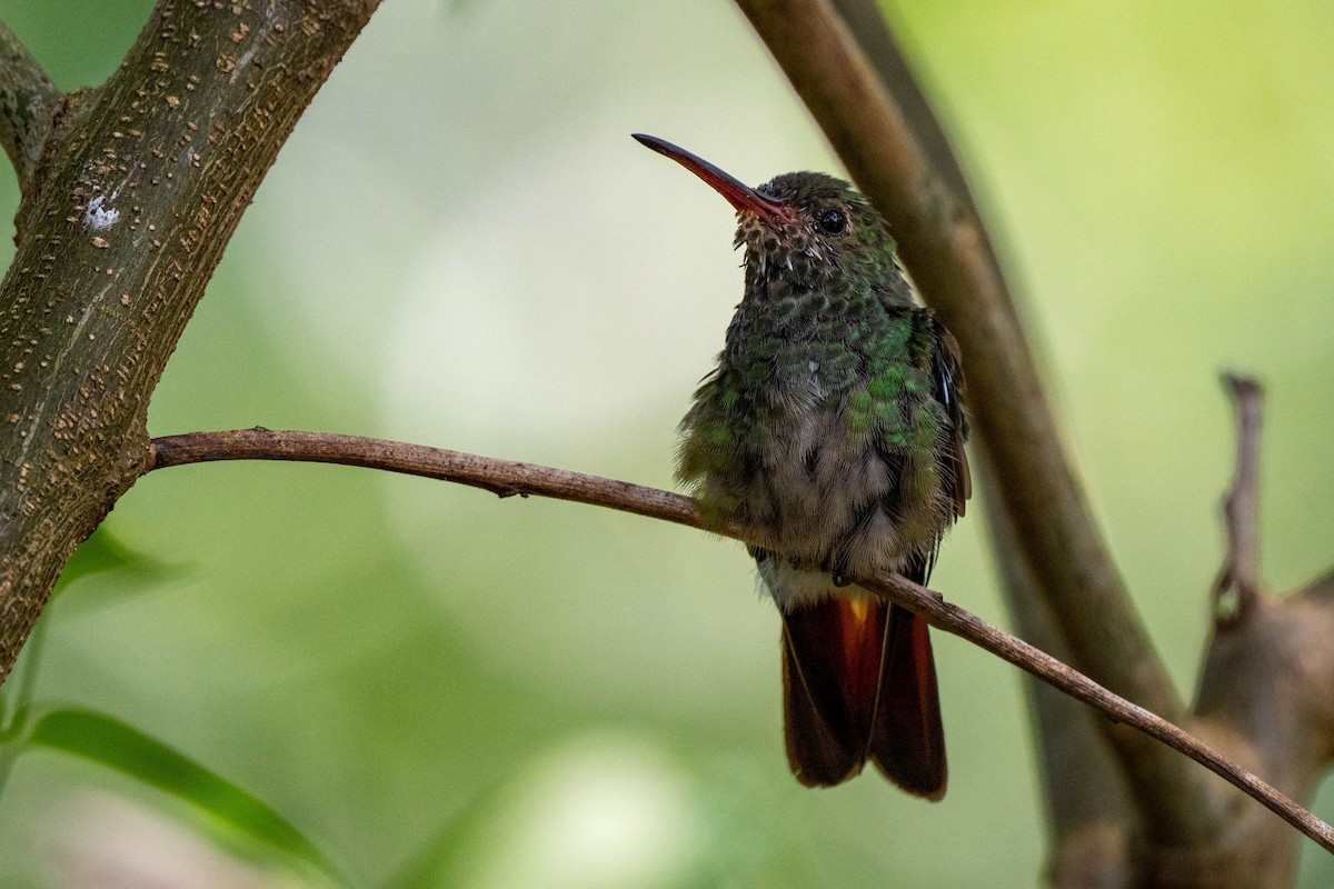 Rufous-tailed Hummingbird - ML643776885