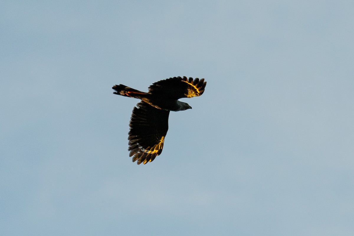 Crane Hawk - ML643776886