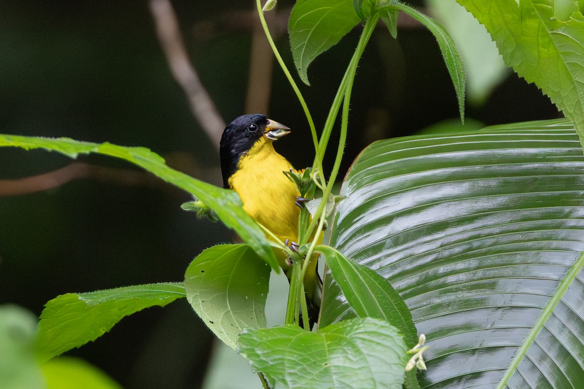 Lesser Goldfinch - ML643776887