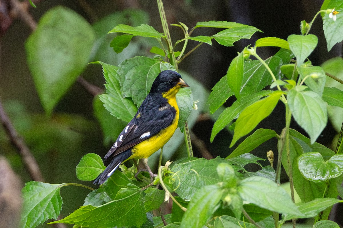 Lesser Goldfinch - ML643776889