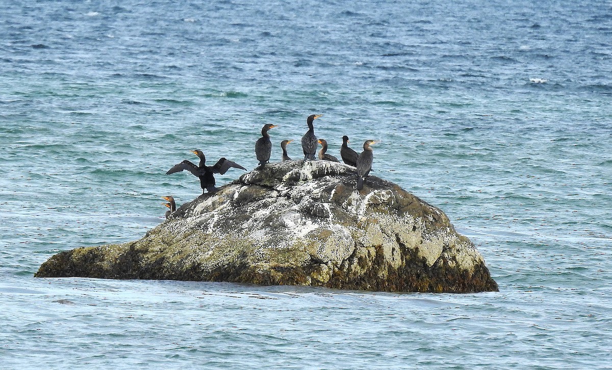 Double-crested Cormorant - ML643776896