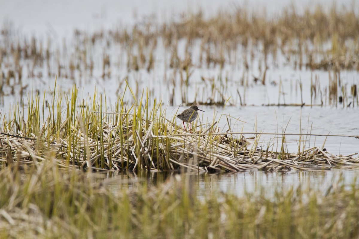 Common Redshank - ML643776904