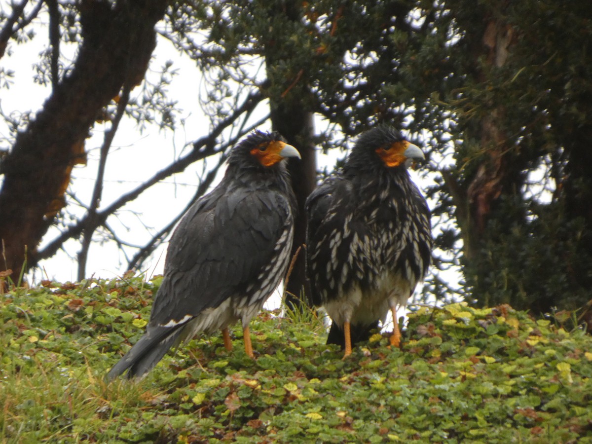 Carunculated Caracara - ML643776906