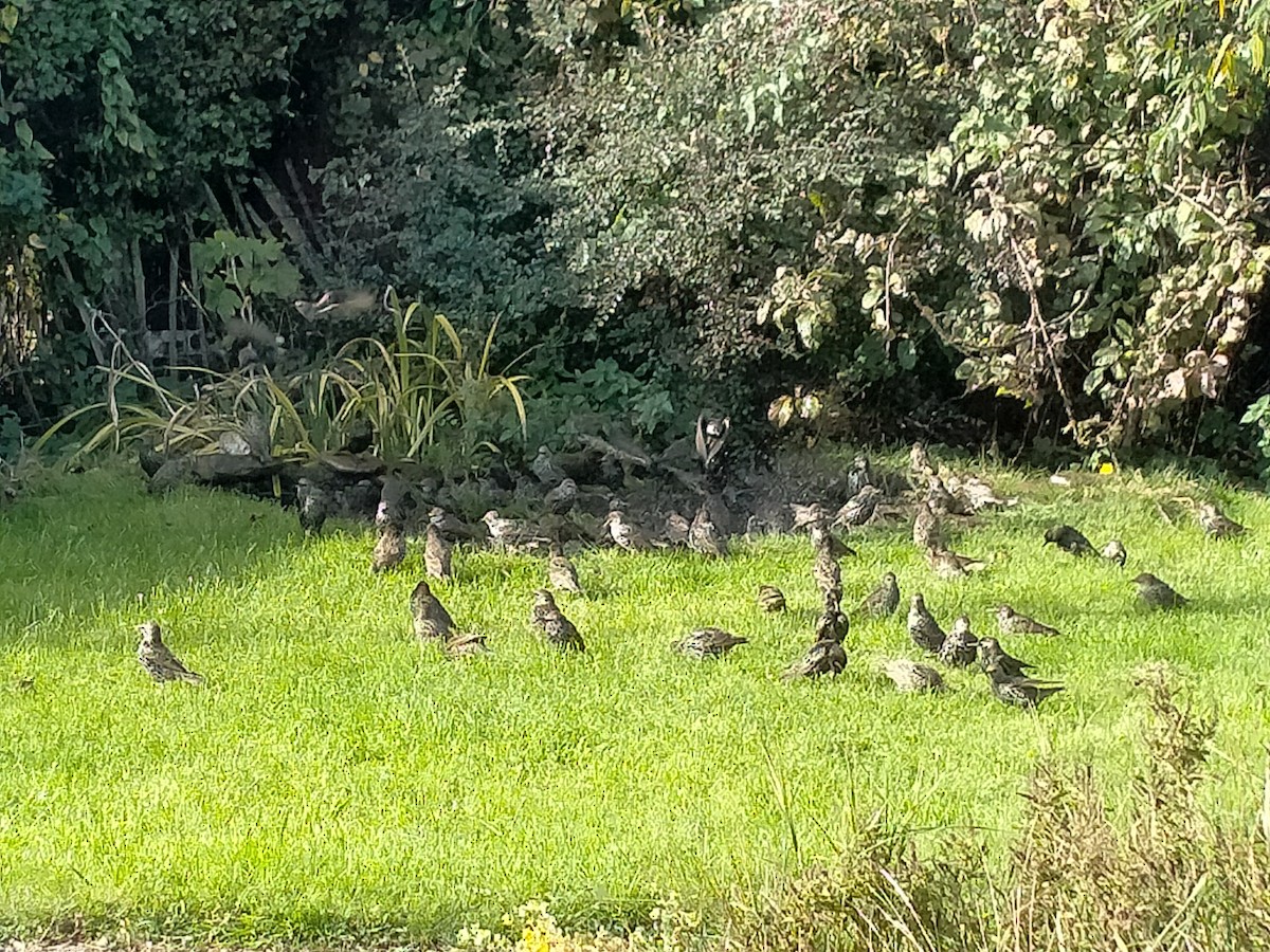 European Starling - ML643776911