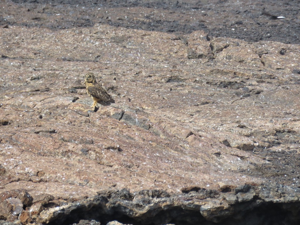 Short-eared Owl (Galapagos) - ML643776912