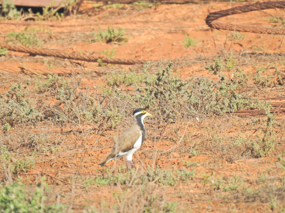 Banded Lapwing - ML643776934
