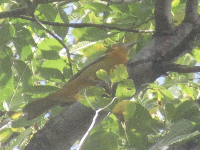 Turpial de Baltimore - ML643776939