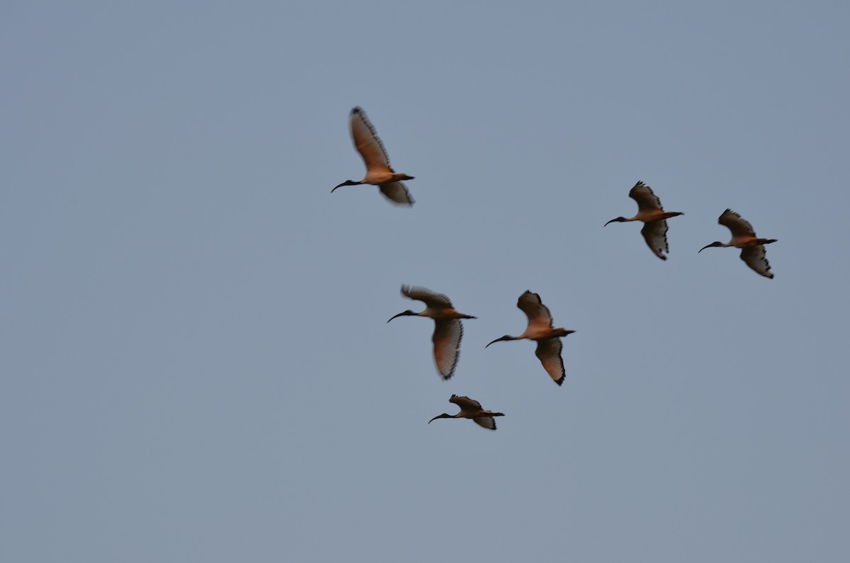 African Sacred Ibis - ML643776941