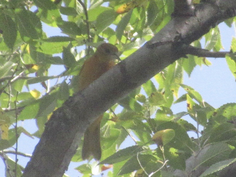 Turpial de Baltimore - ML643776942