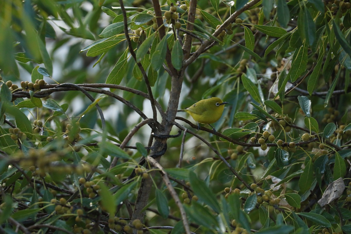 Southern Yellow White-eye - ML643776945