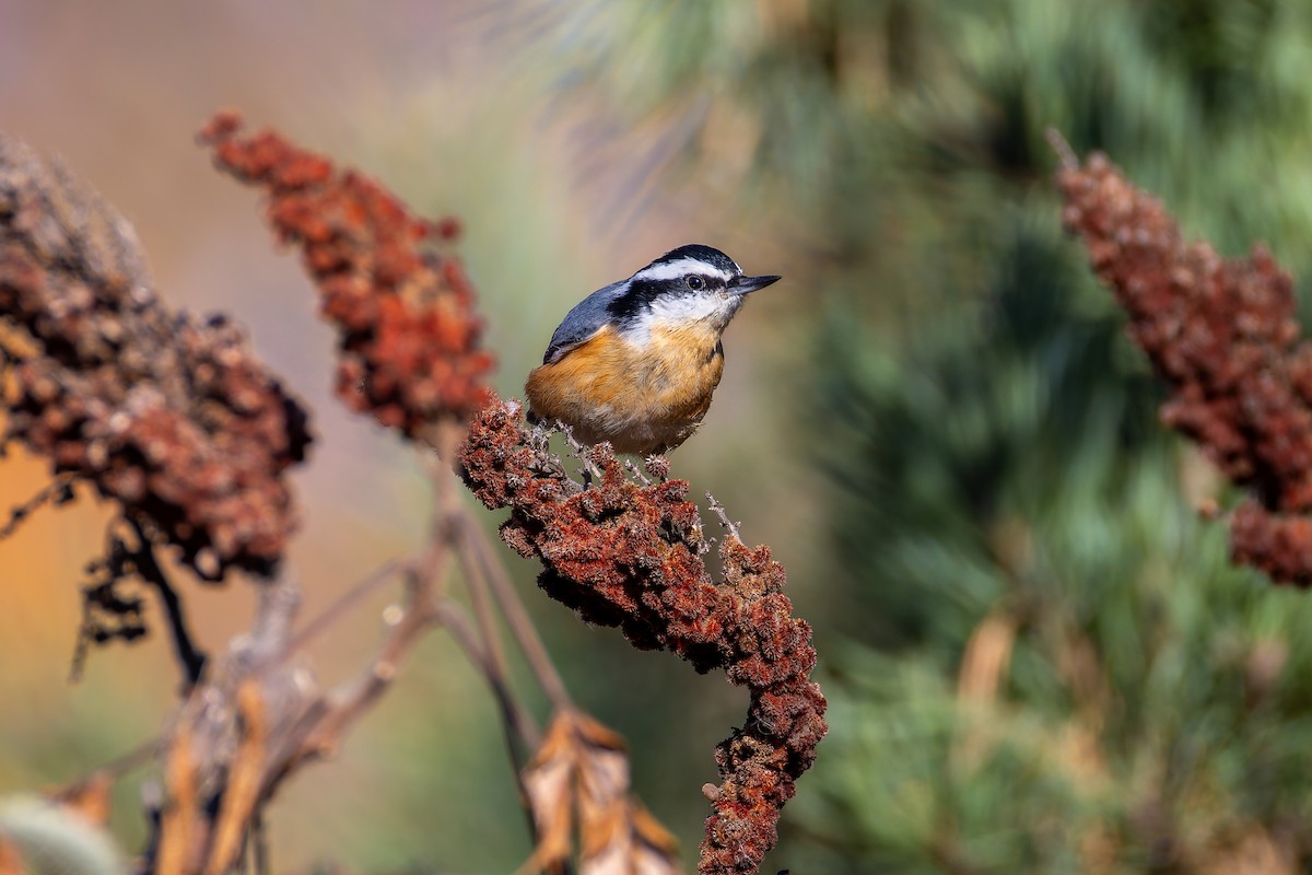 Red-breasted Nuthatch - ML643776946