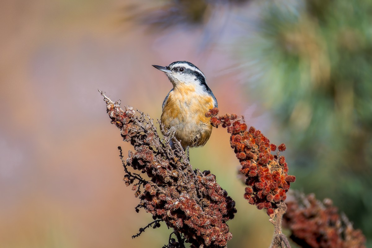 Red-breasted Nuthatch - ML643776947