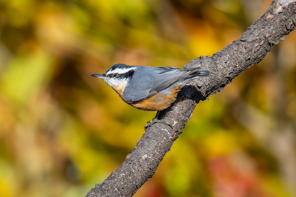 Red-breasted Nuthatch - ML643776948