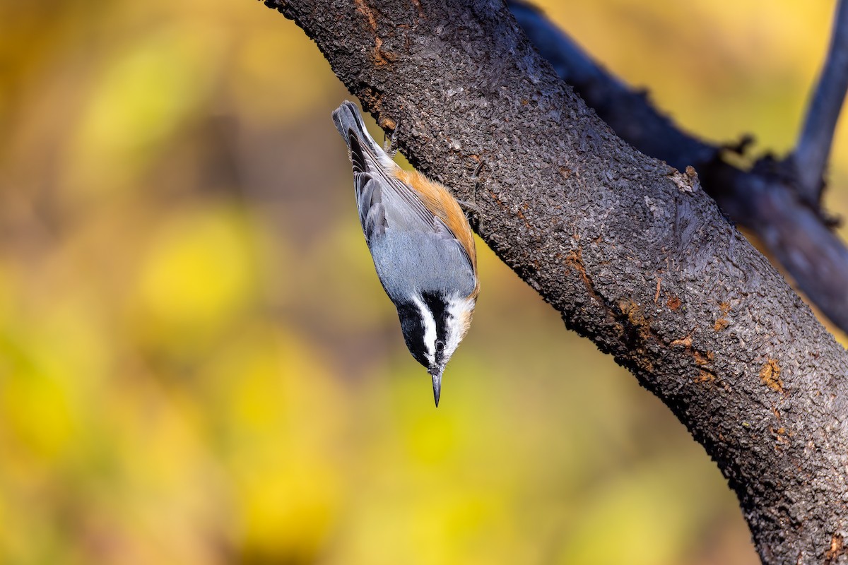 Red-breasted Nuthatch - ML643776949