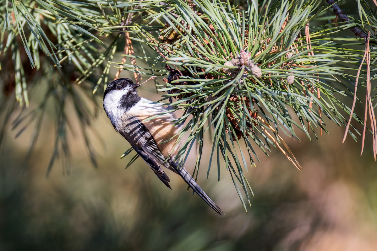 Red-breasted Nuthatch - ML643776950