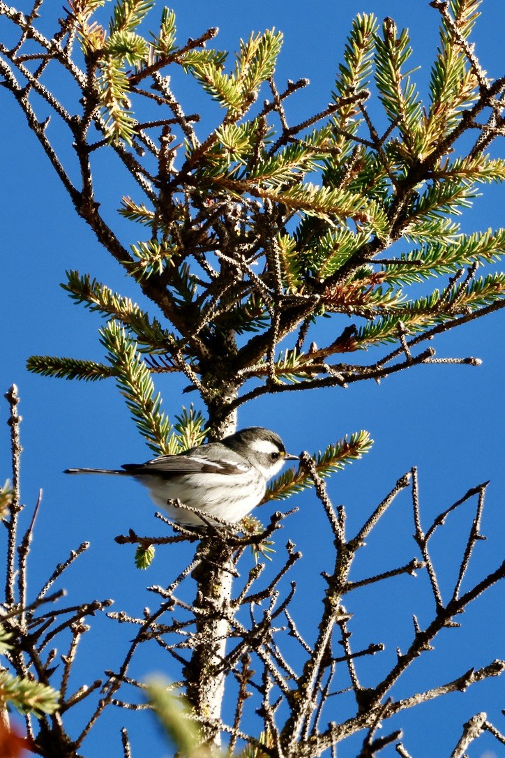 Black-throated Gray Warbler - ML643776957
