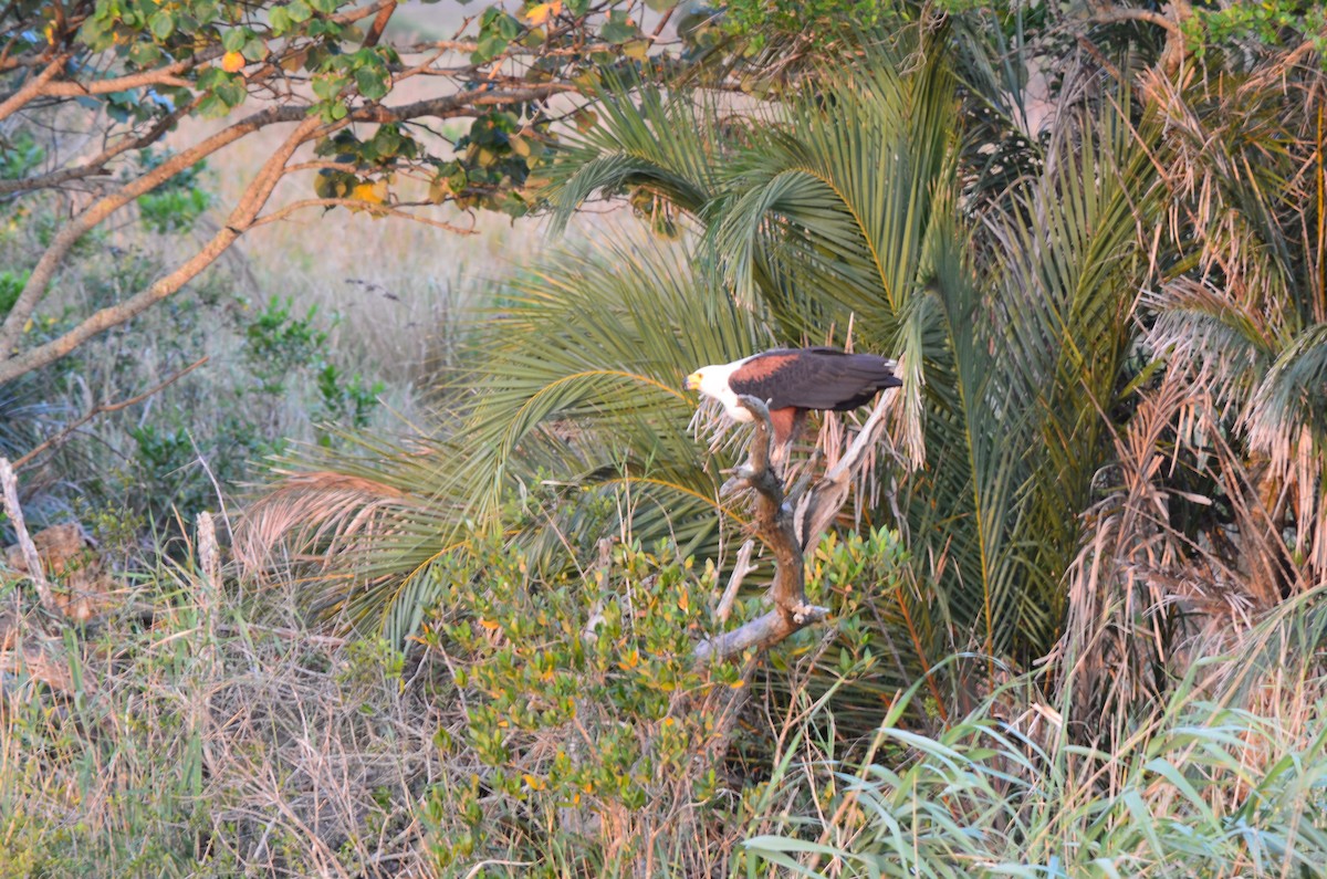 African Fish-Eagle - ML643776958