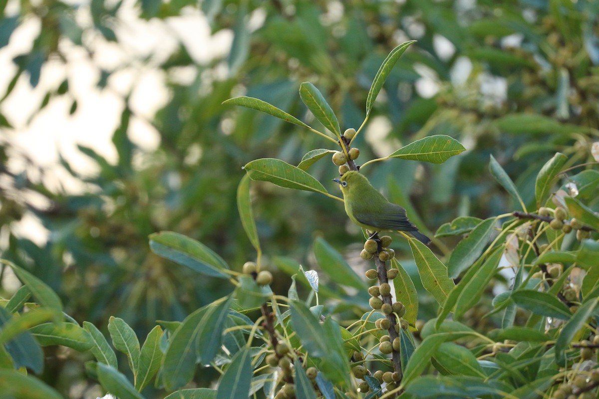 Southern Yellow White-eye - ML643776959
