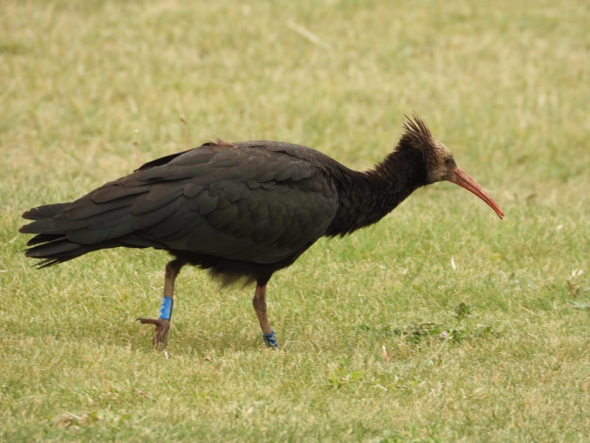 Ibis chauve - ML643776964