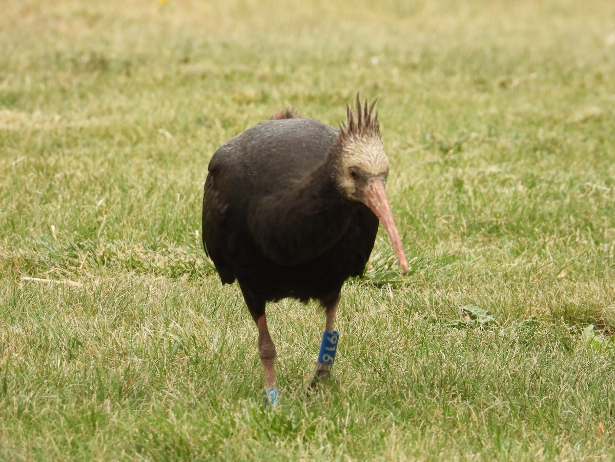 Ibis chauve - ML643776965