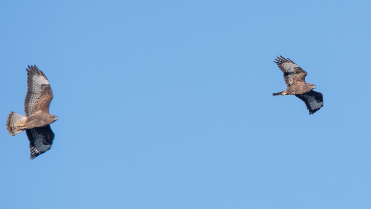 Buse variable (buteo) - ML643776972