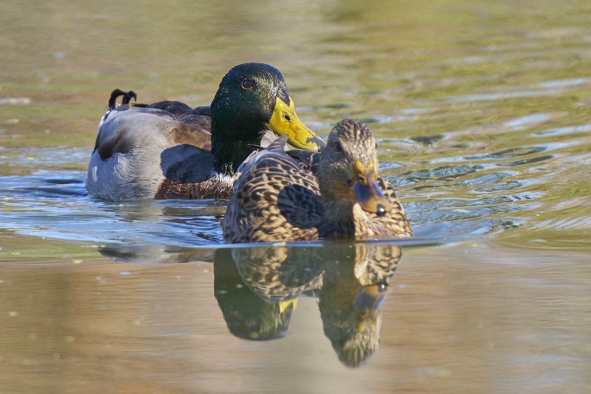 Mallard - ML643776975