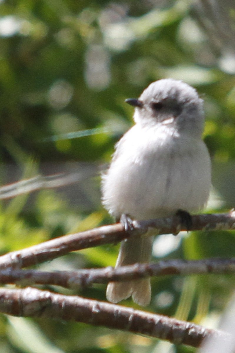 Bushtit - ML643776976