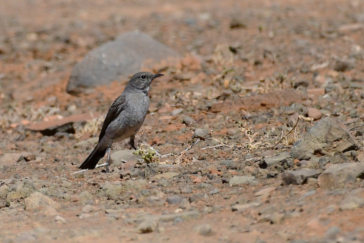 Karoo Chat - ML643776979