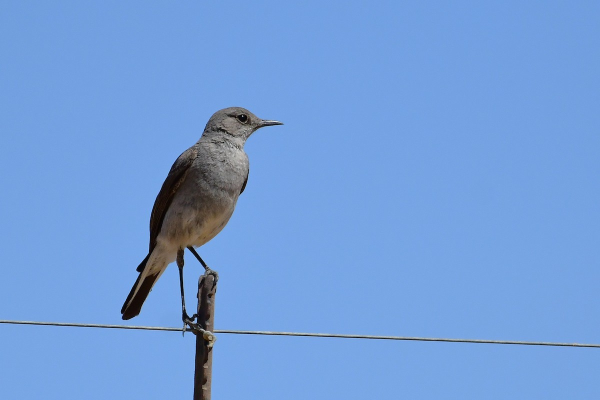 Karoo Chat - ML643776980