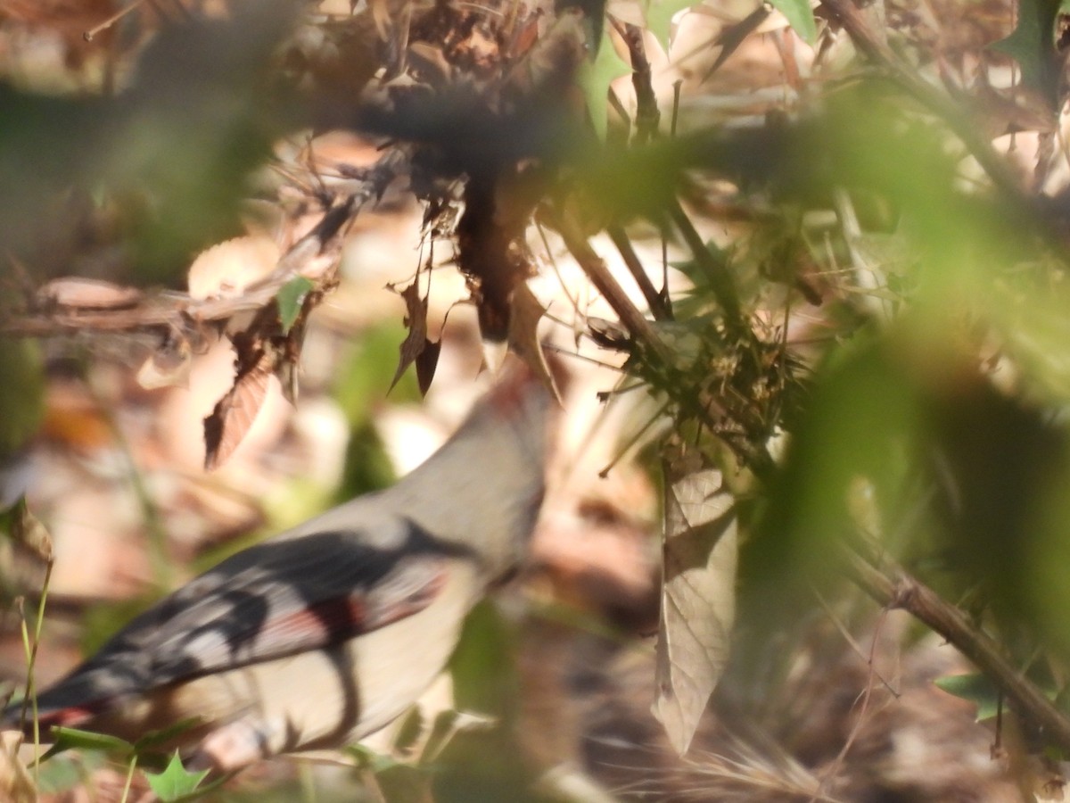 Pyrrhuloxia - ML643776983