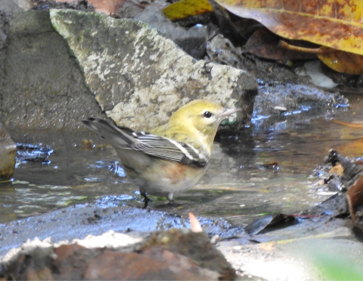 Bay-breasted Warbler - ML643776986