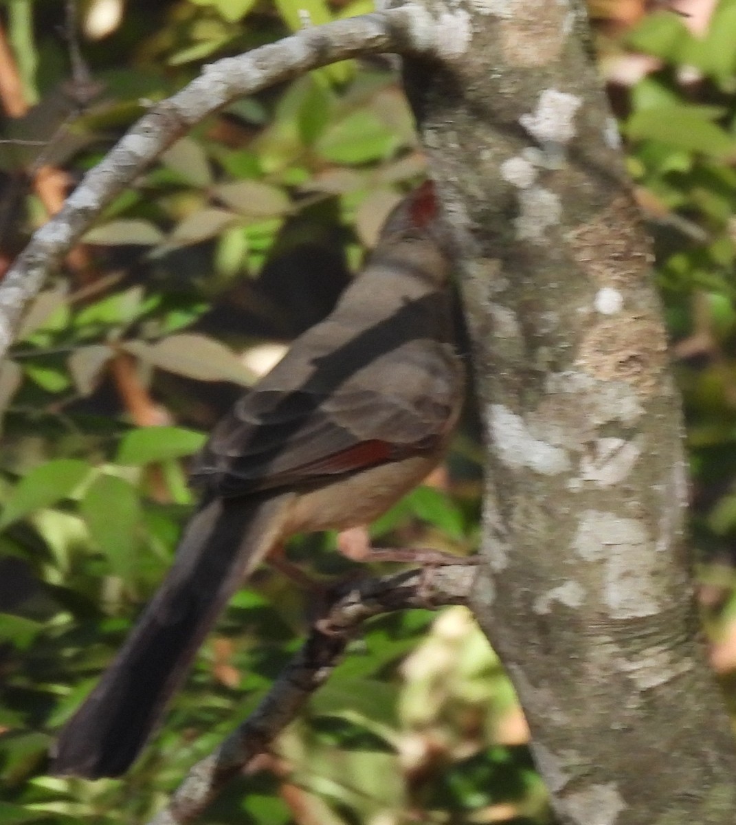 Pyrrhuloxia - ML643776988
