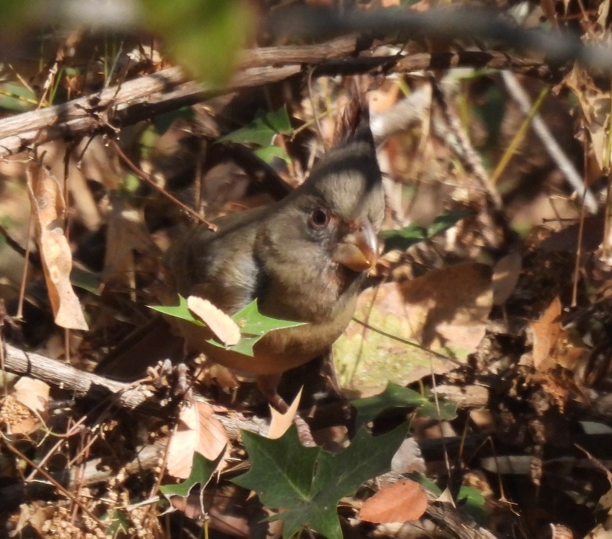 Pyrrhuloxia - ML643776989