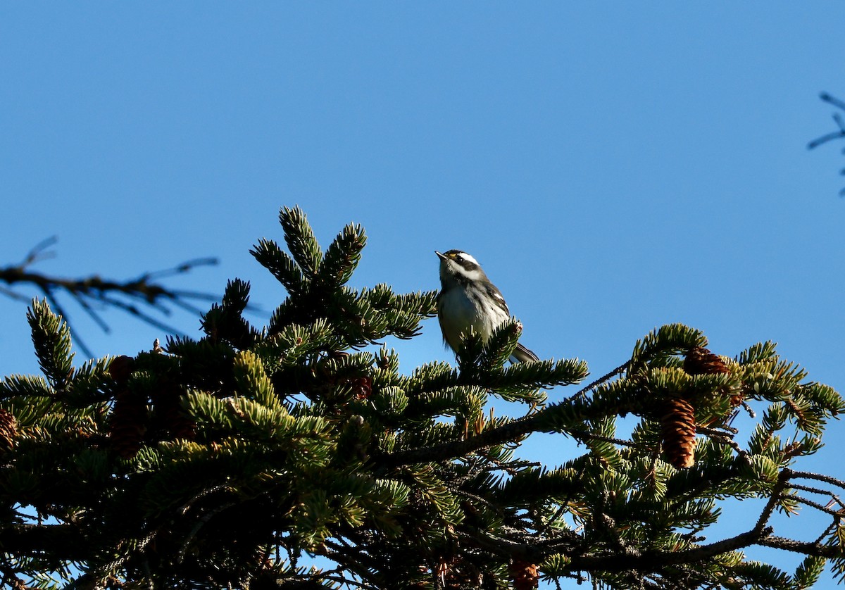 Black-throated Gray Warbler - ML643776990