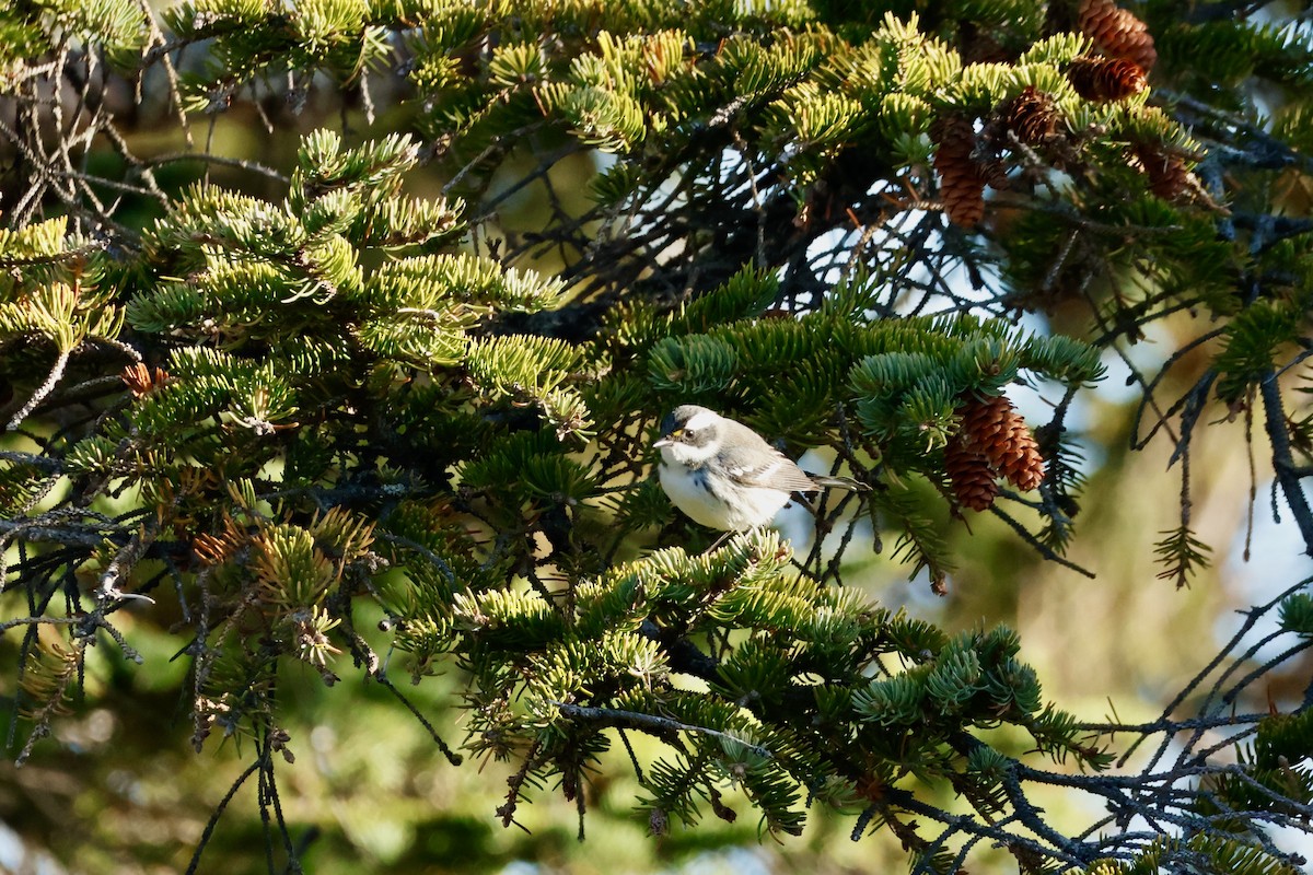 Black-throated Gray Warbler - ML643776991