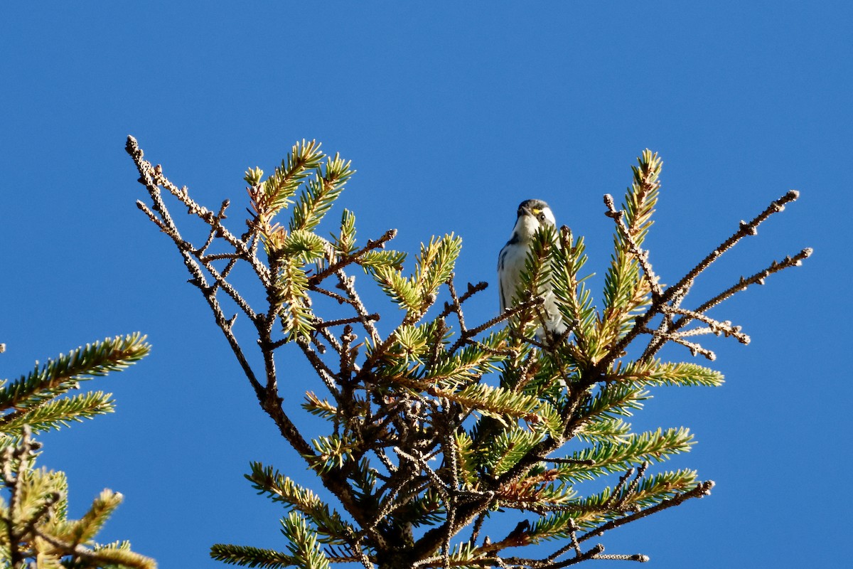 Black-throated Gray Warbler - ML643776992