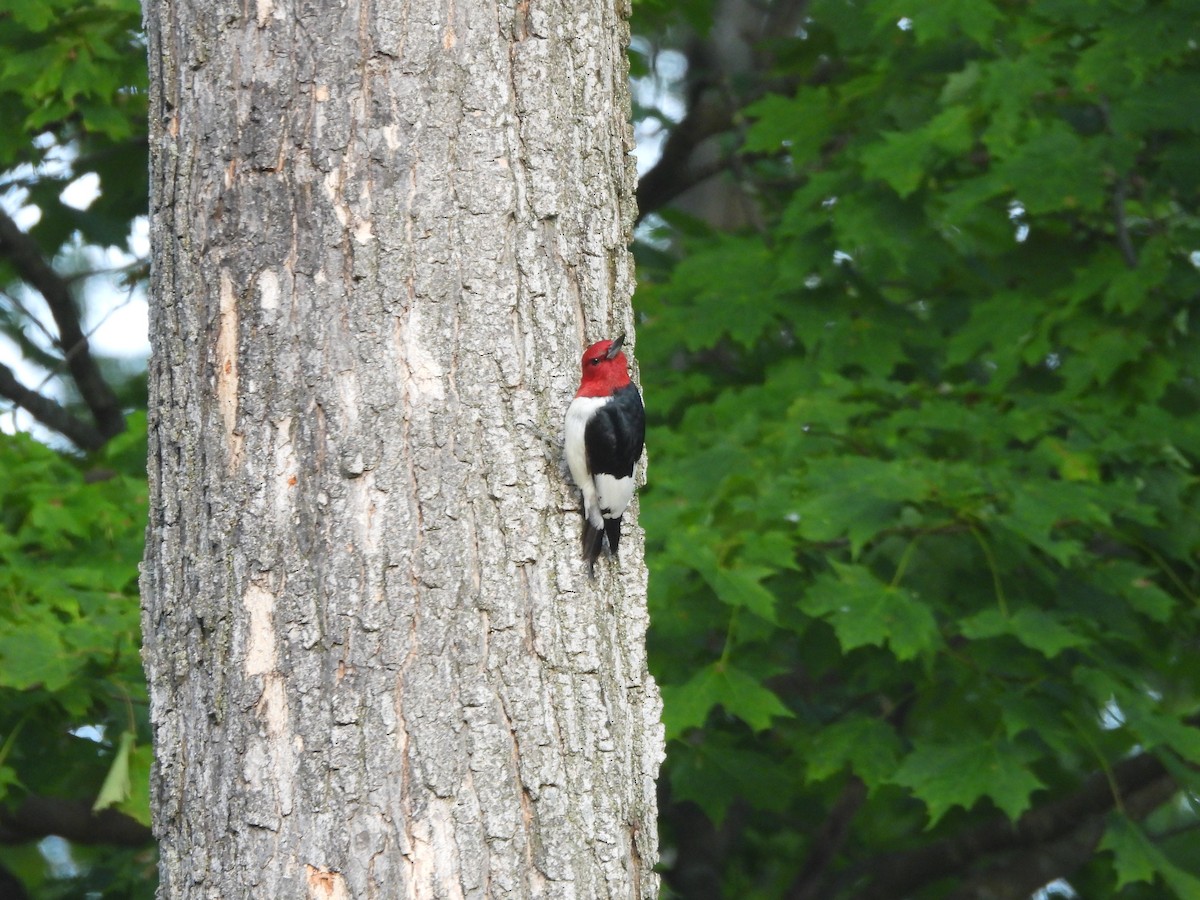 Red-headed Woodpecker - ML643777001