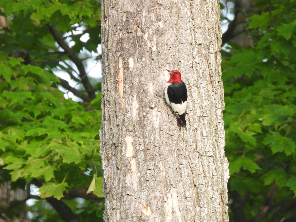 Red-headed Woodpecker - ML643777006