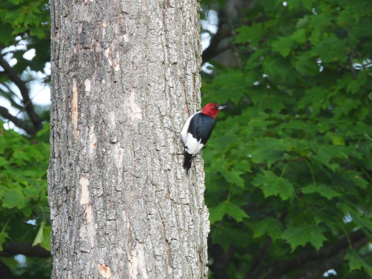 Red-headed Woodpecker - ML643777008