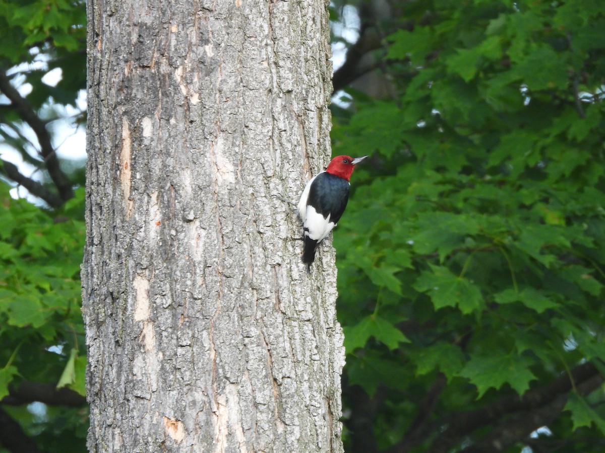 Red-headed Woodpecker - ML643777009