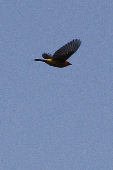 Western Tanager - ML643777013