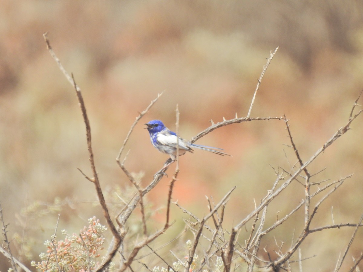 White-winged Fairywren - ML643777014