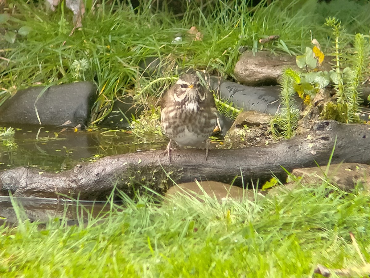 Redwing - ML643777015