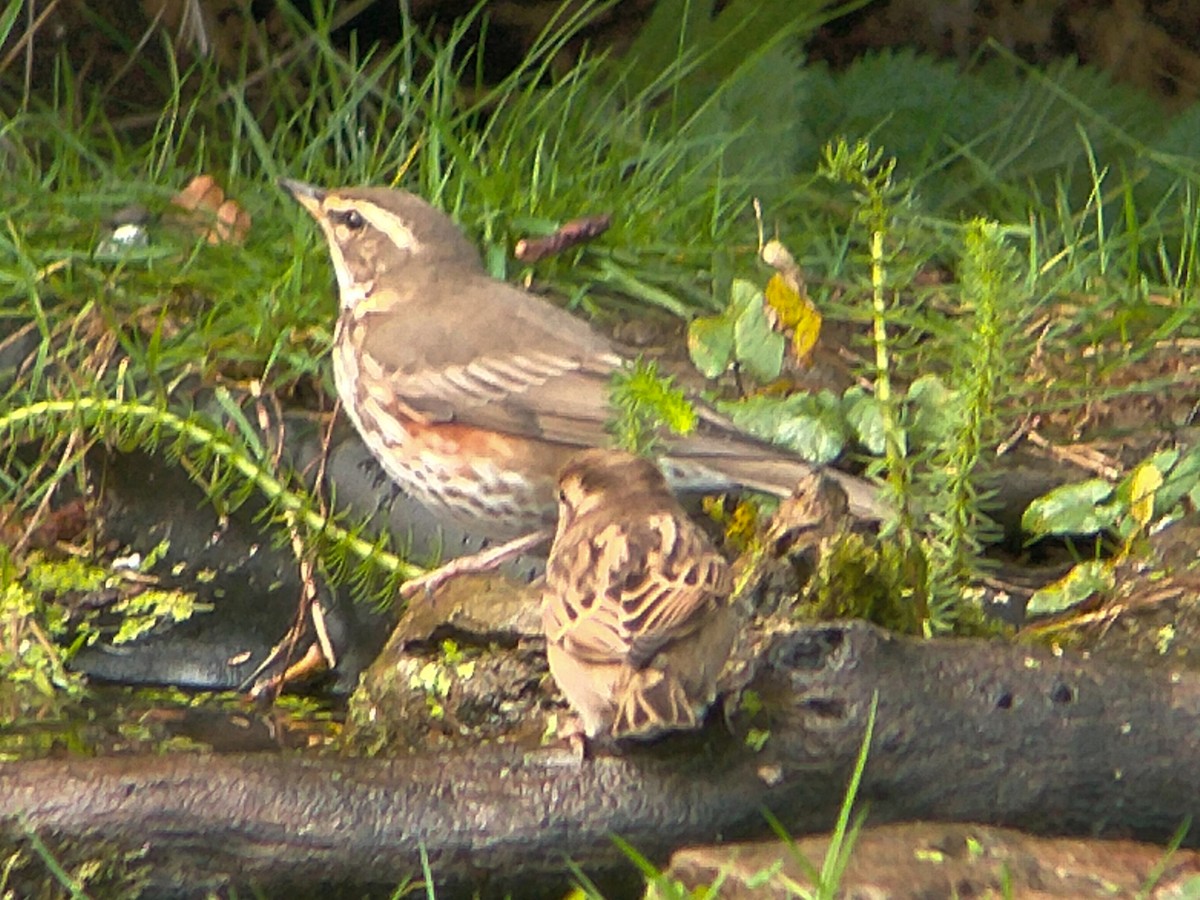 Redwing - ML643777018