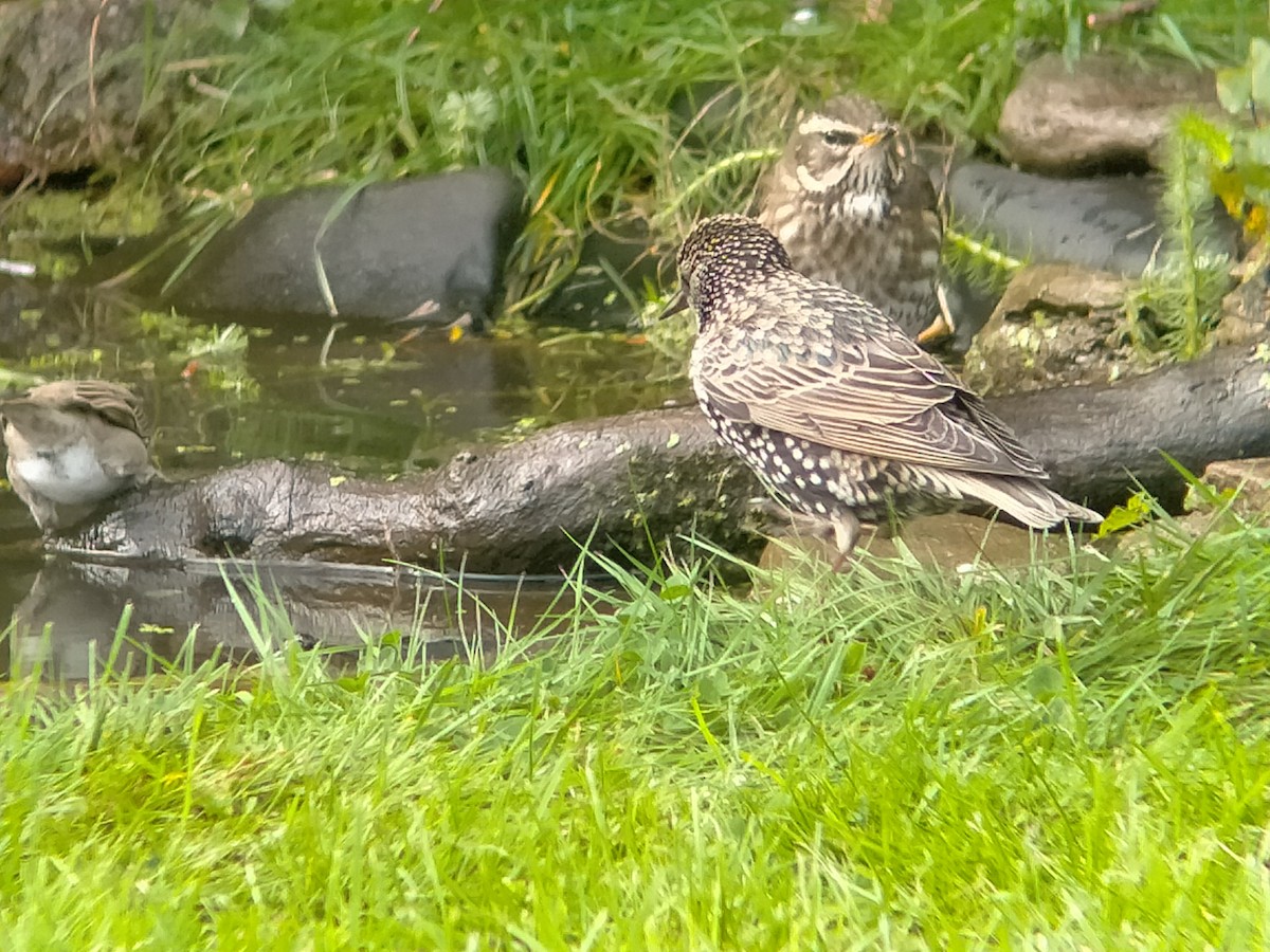 Redwing - ML643777020