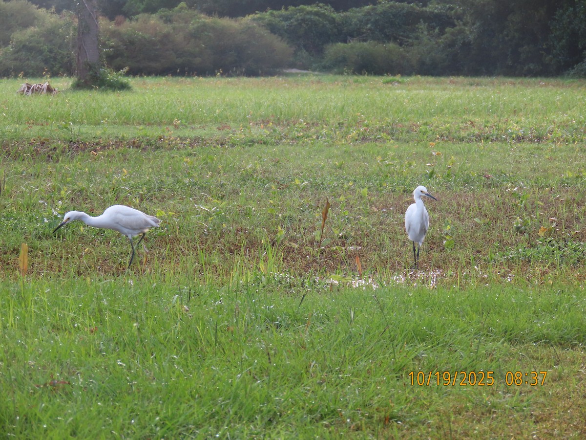 Snowy Egret - ML643777034