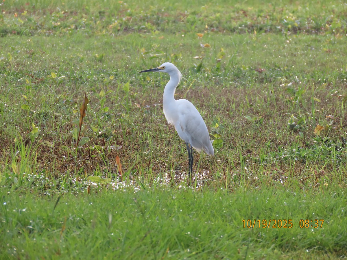 Snowy Egret - ML643777037