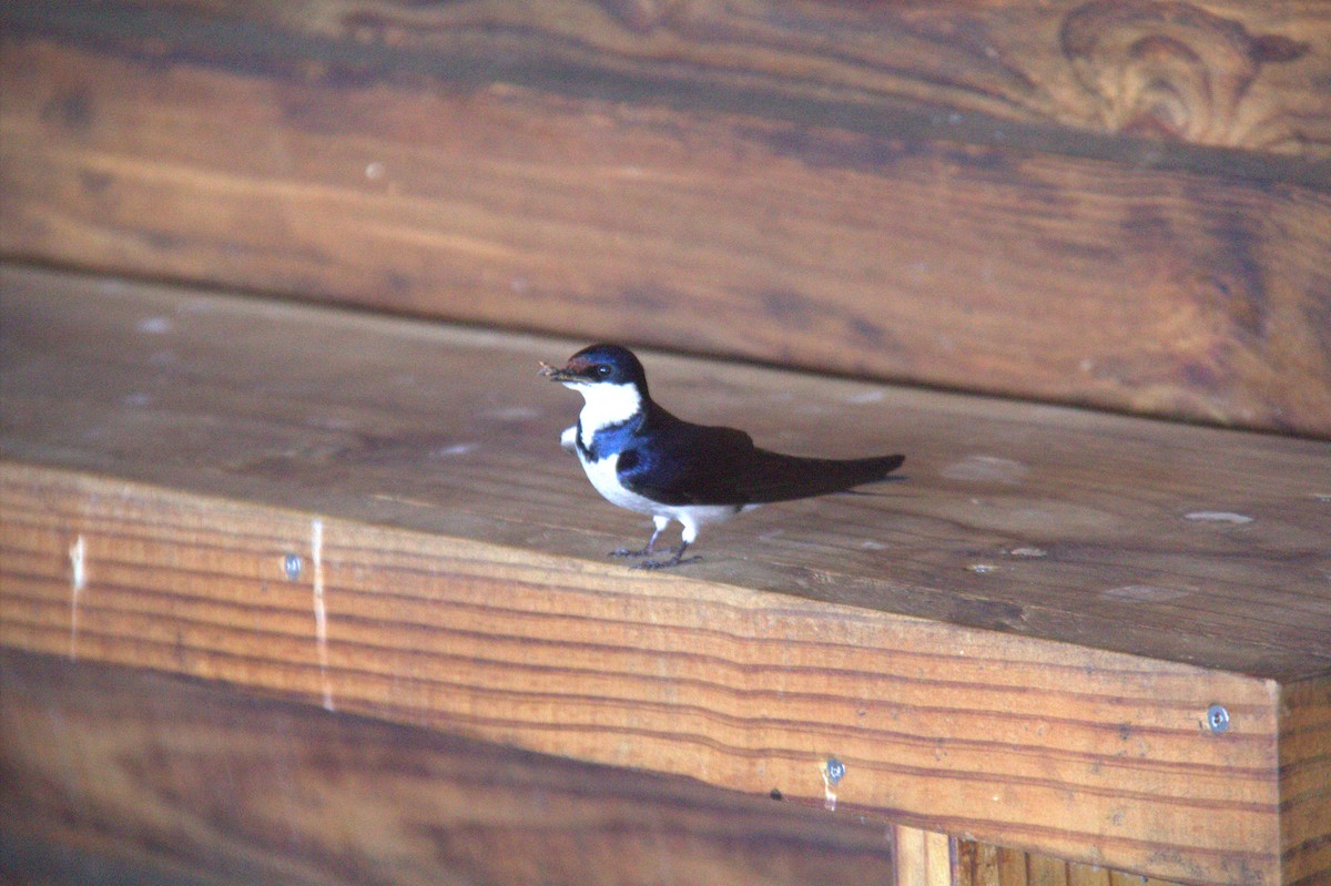 White-throated Swallow - ML643777039